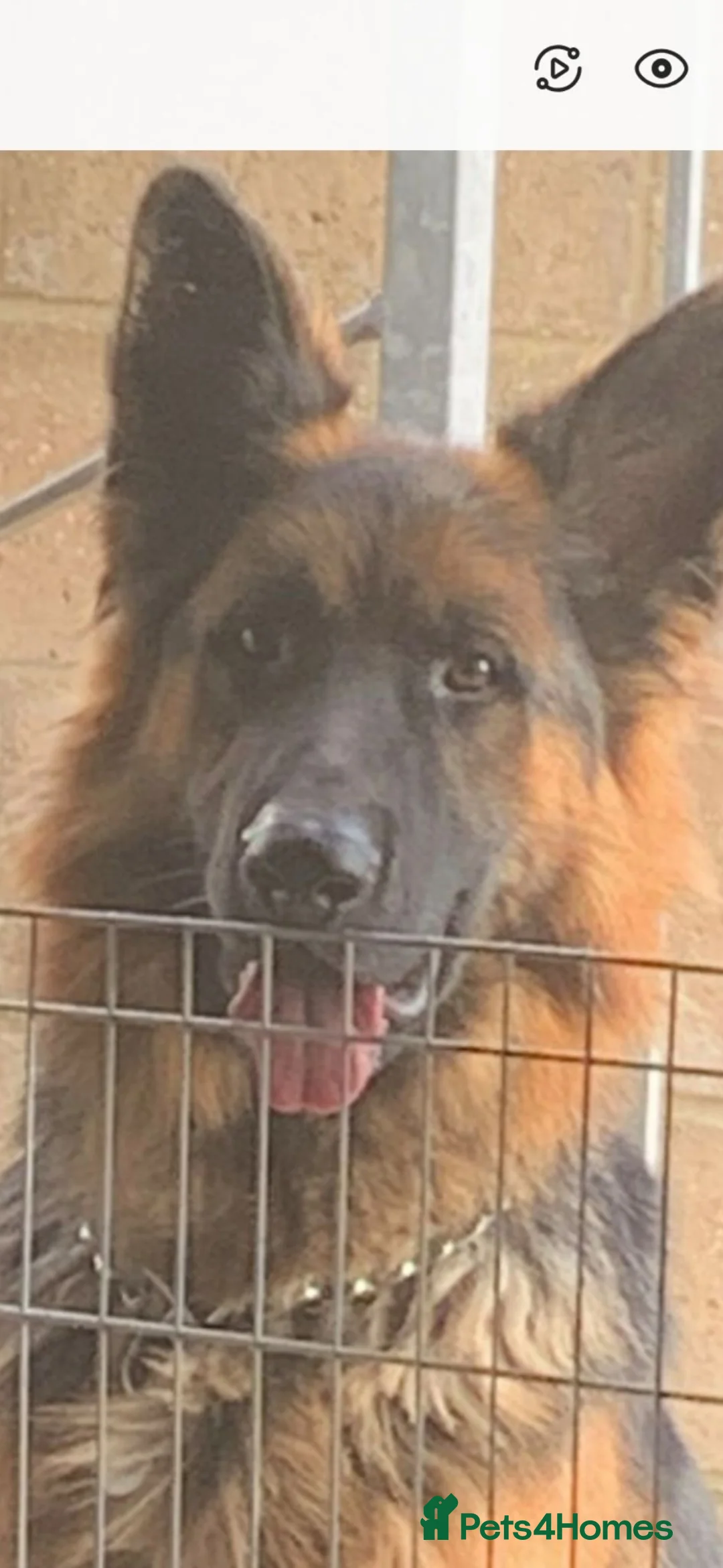German Shepherd dogs for sale: My gorgeous boy - Advert 3