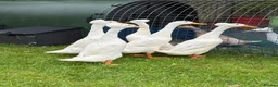 Ducks poultry for sale: Beautiful Indian Runner Ducks for sale in Perth - Advert 2
