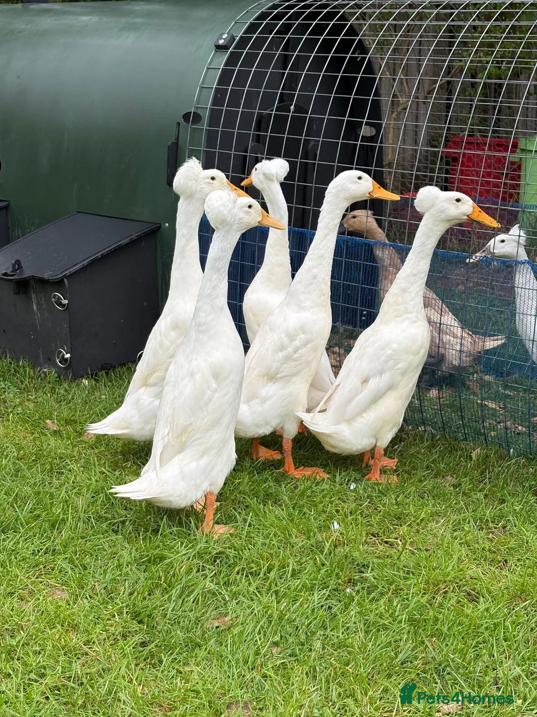Ducks poultry for sale: Beautiful Indian Runner Ducks for sale in Perth - Advert 2