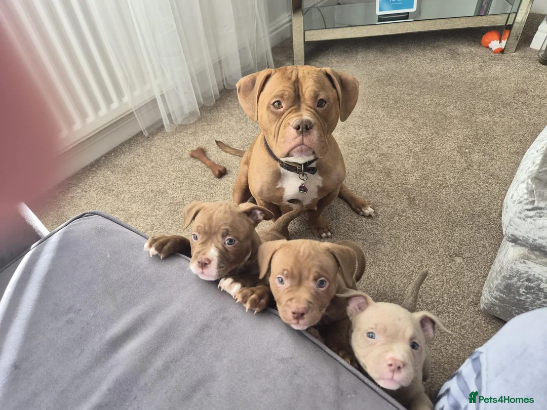 American Bully dogs for sale: Micro pocket bullies  in Bishop Auckland - Advert 1