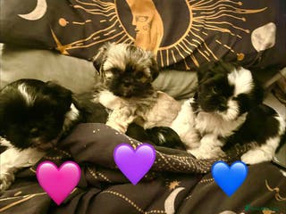 Shih Tzu dogs Shih Tzu puppies - Advert 19