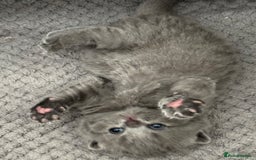 British Shorthair cats for sale: British Shorthair Blue Kittens - Image 22