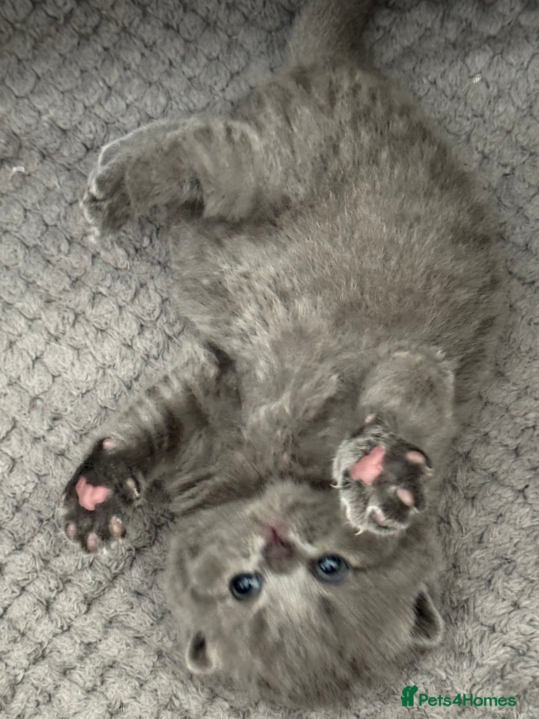 British Shorthair cats for sale: British Shorthair Blue Kittens - Image 22