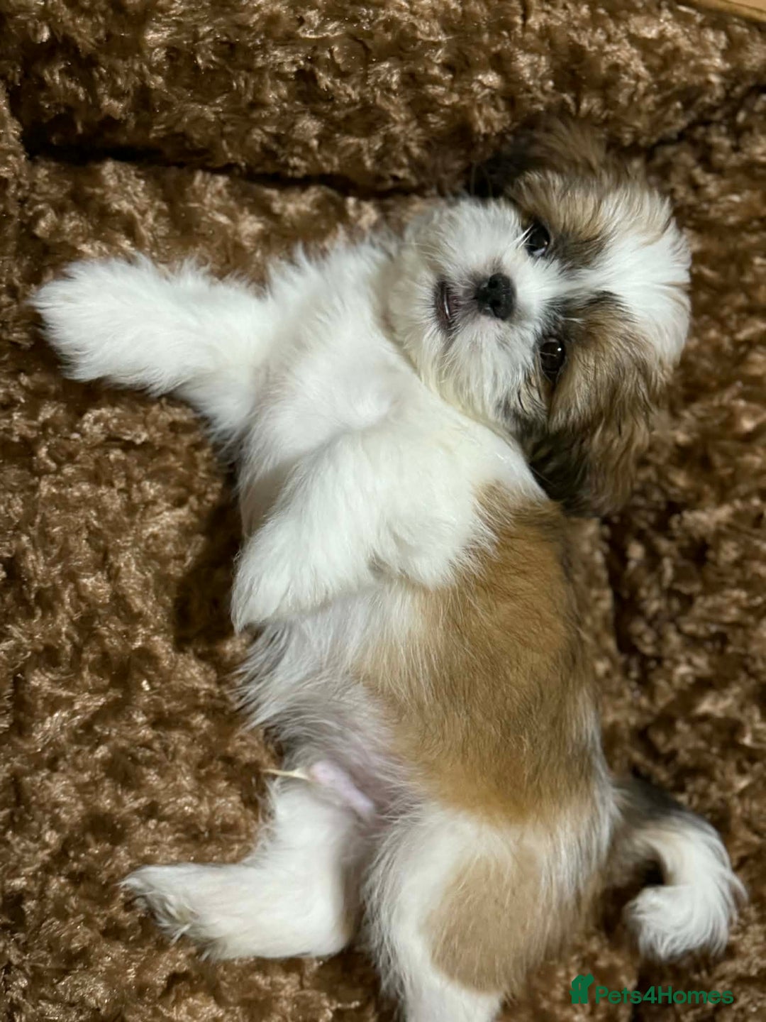 Shih Tzu dogs for sale: Beautiful Shih Tzu puppy - Advert 5