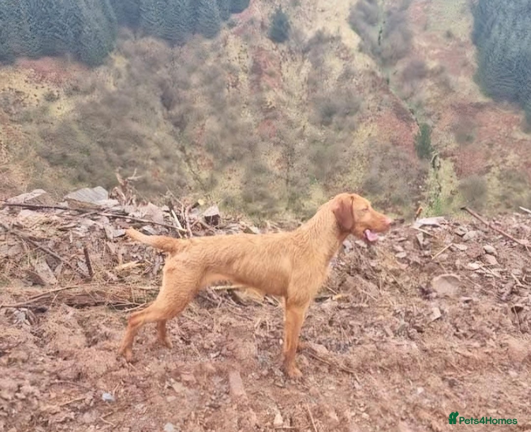 Hungarian Vizsla dogs for sale: Wirehaired Hungarian Visla puppies   - Advert 2