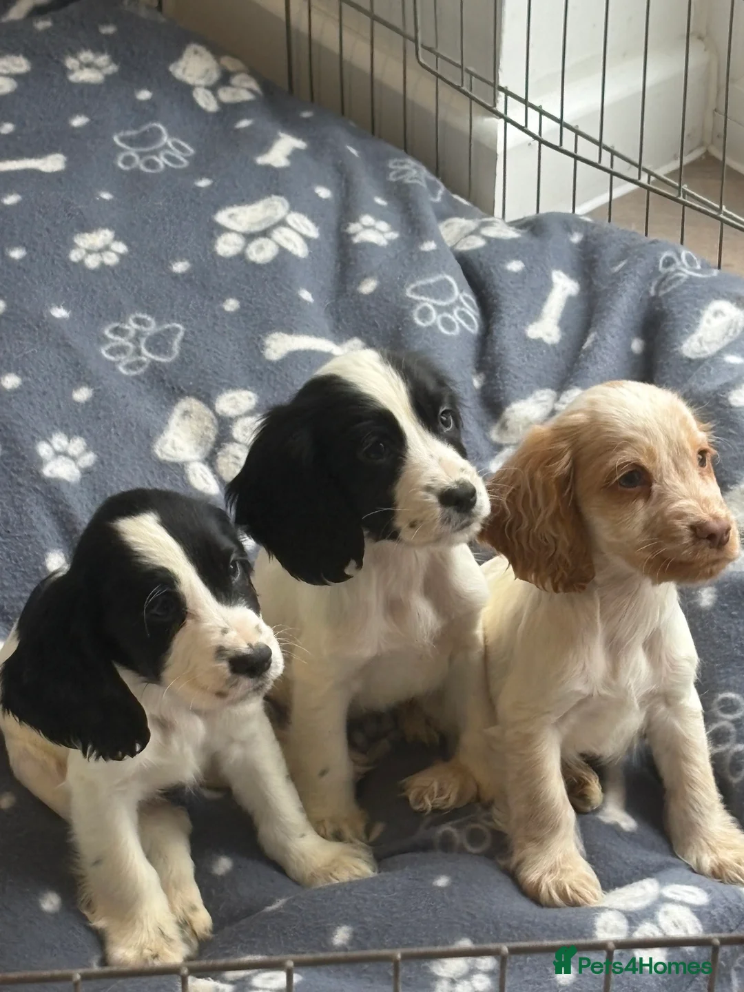 Cocker Spaniel dogs for sale: Adorable cocker spaniel puppies  - Advert 1