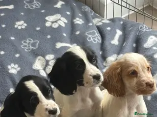Cocker Spaniel dogs Adorable cocker spaniel puppies - Advert 4