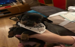 Chiweenie dogs for sale: Chiweenies for sale - Image 8