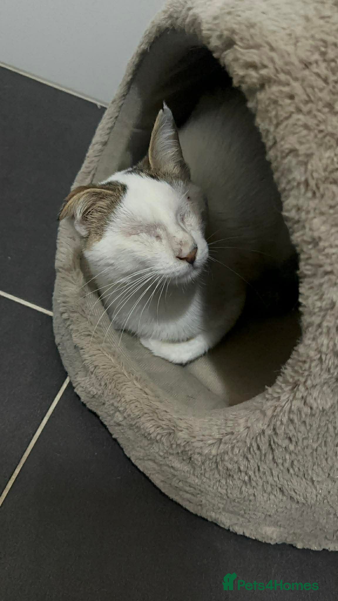 Mixed Breed cats for adoption: Charlie the cuddlebug - Advert 7