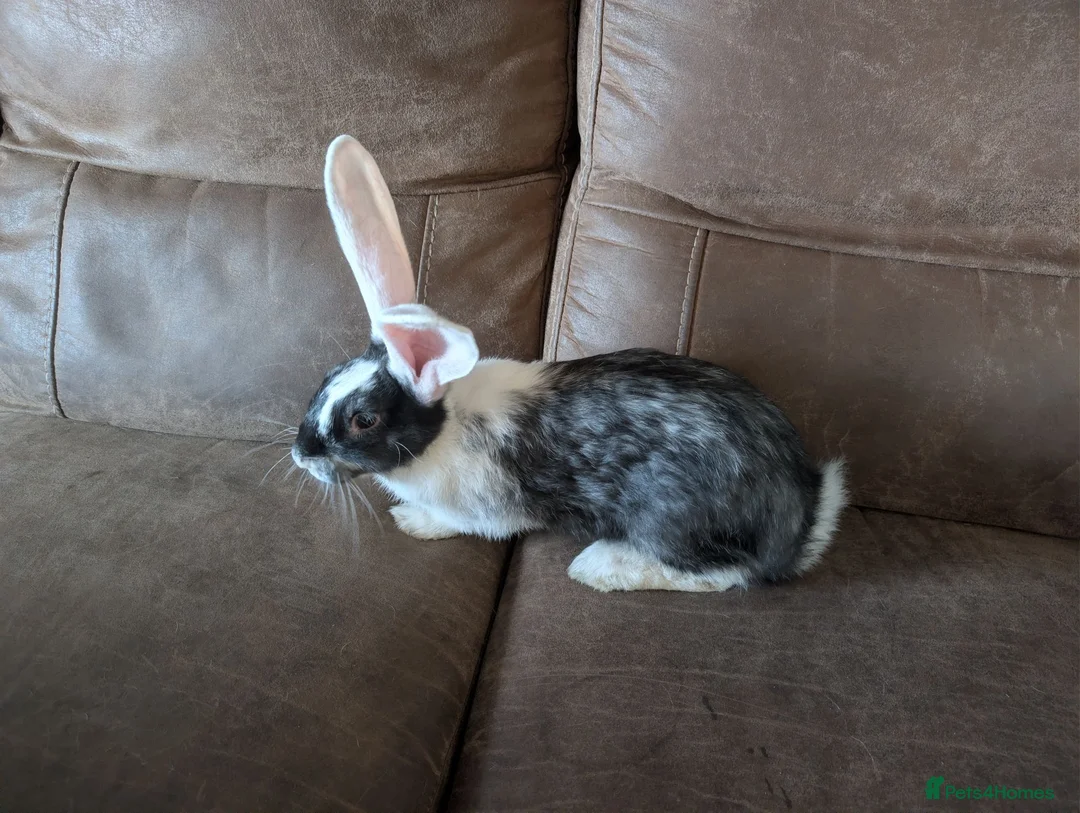 Continental Giant rabbits for sale: Continental giant - Advert 2