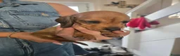 Miniature Dachshund dogs for sale: Miniature Dachshunds - Advert 5