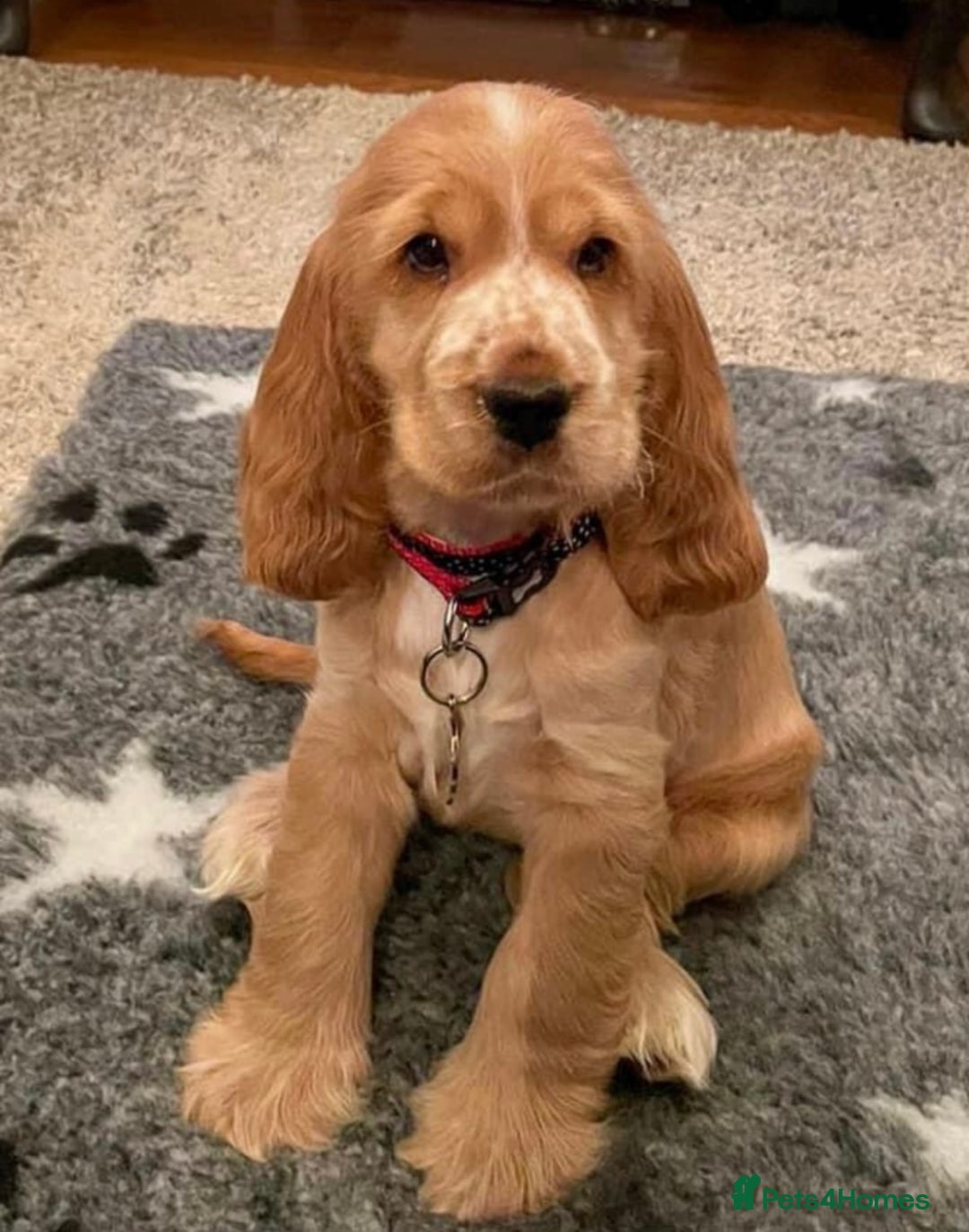 Cocker Spaniel dogs for sale: English Show Cocker Spaniel litter Waiting list  - Image 4