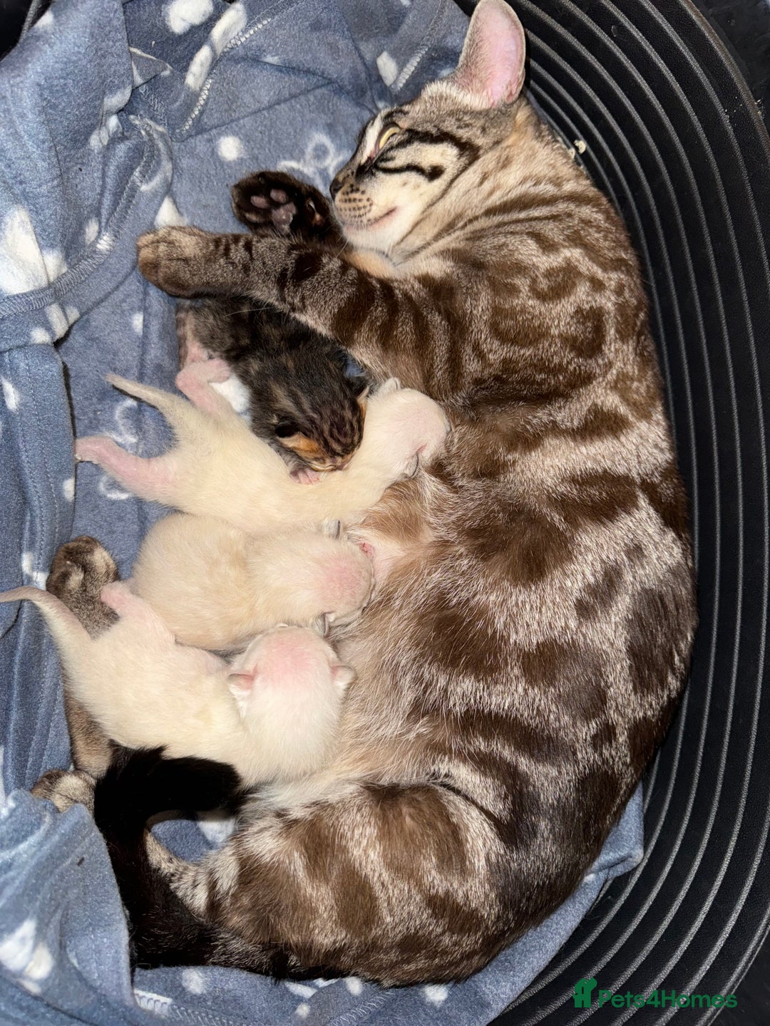 Bengal cats for sale: 4 Beautiful Bengals for sale  - Image 2