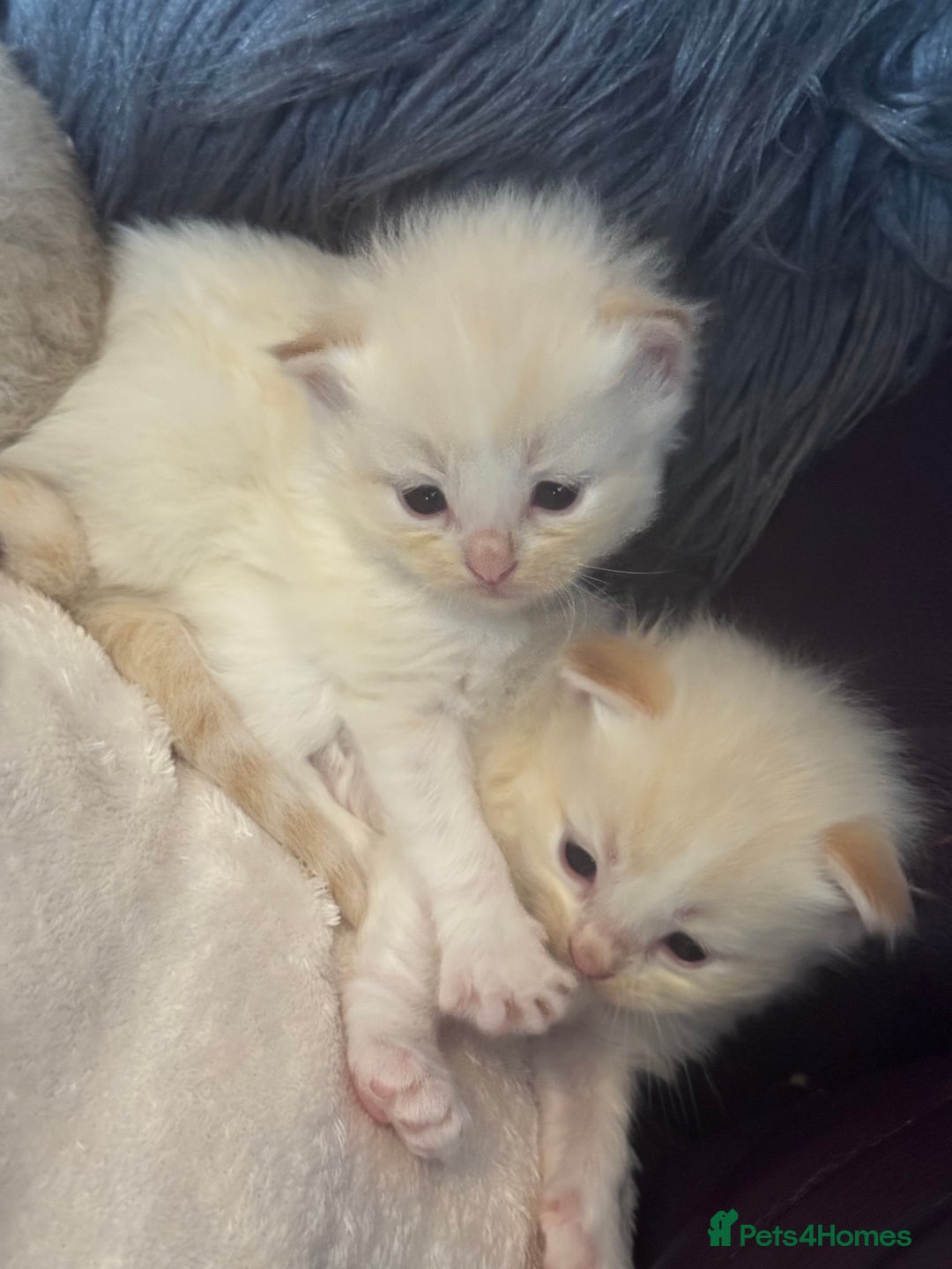 Ragdoll cats for sale: Tortie flame mink sepia tica  - Image 6