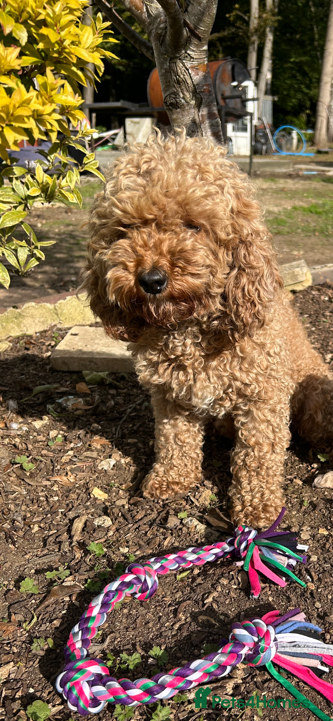 Poodle dogs for sale: Red poodle - Image 1