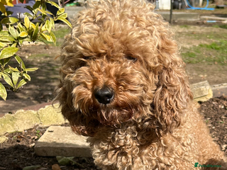 Poodle dogs - Advert 24