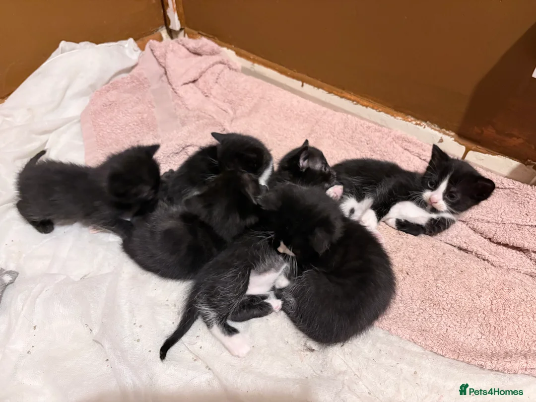 Mixed Breed cats for sale: kittens - Advert 2