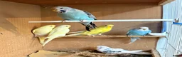 Budgerigars birds for sale: Young mixed coloured budgies for sale  - Advert 2
