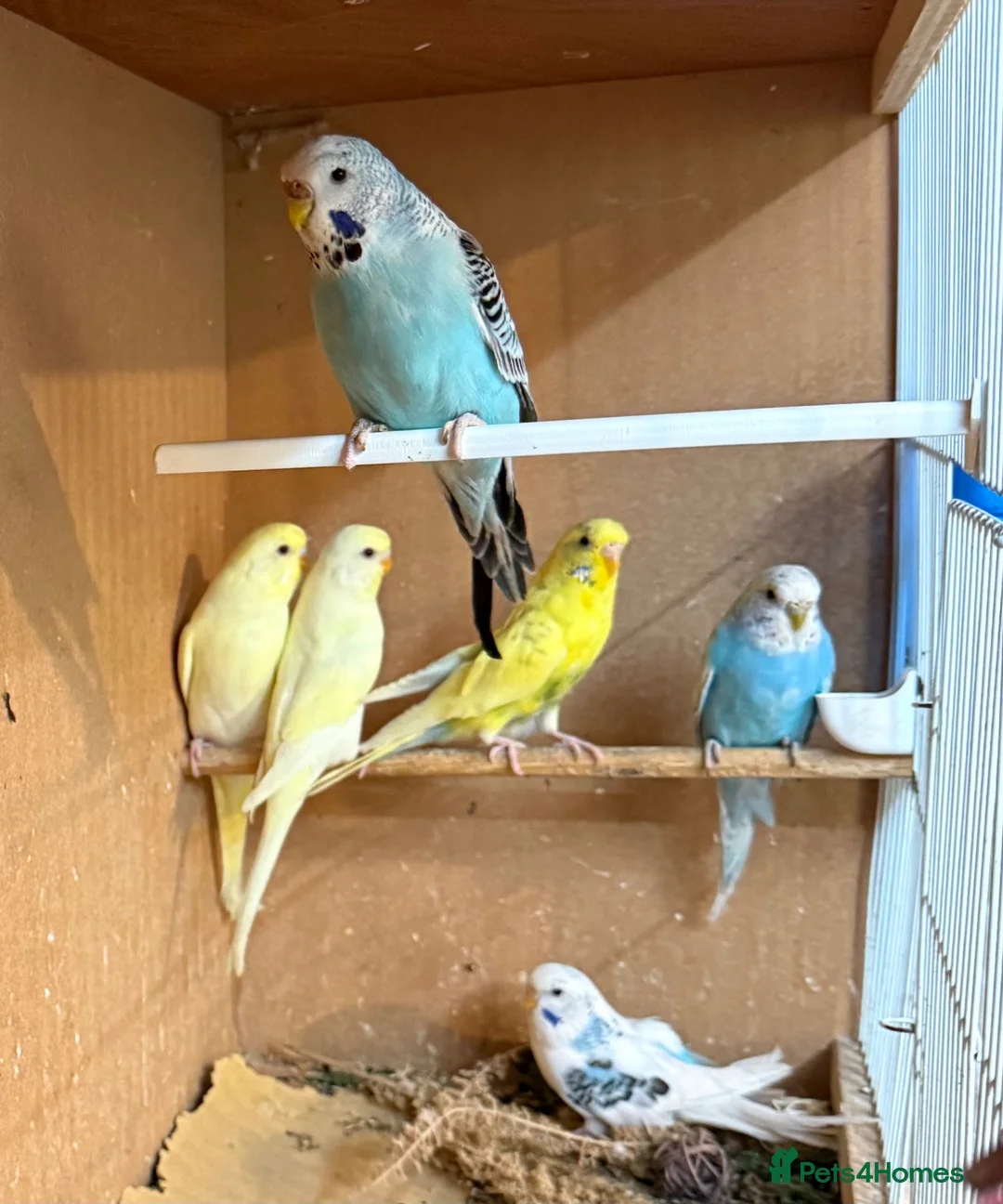 Budgerigars birds for sale: Young mixed coloured budgies for sale  - Advert 2