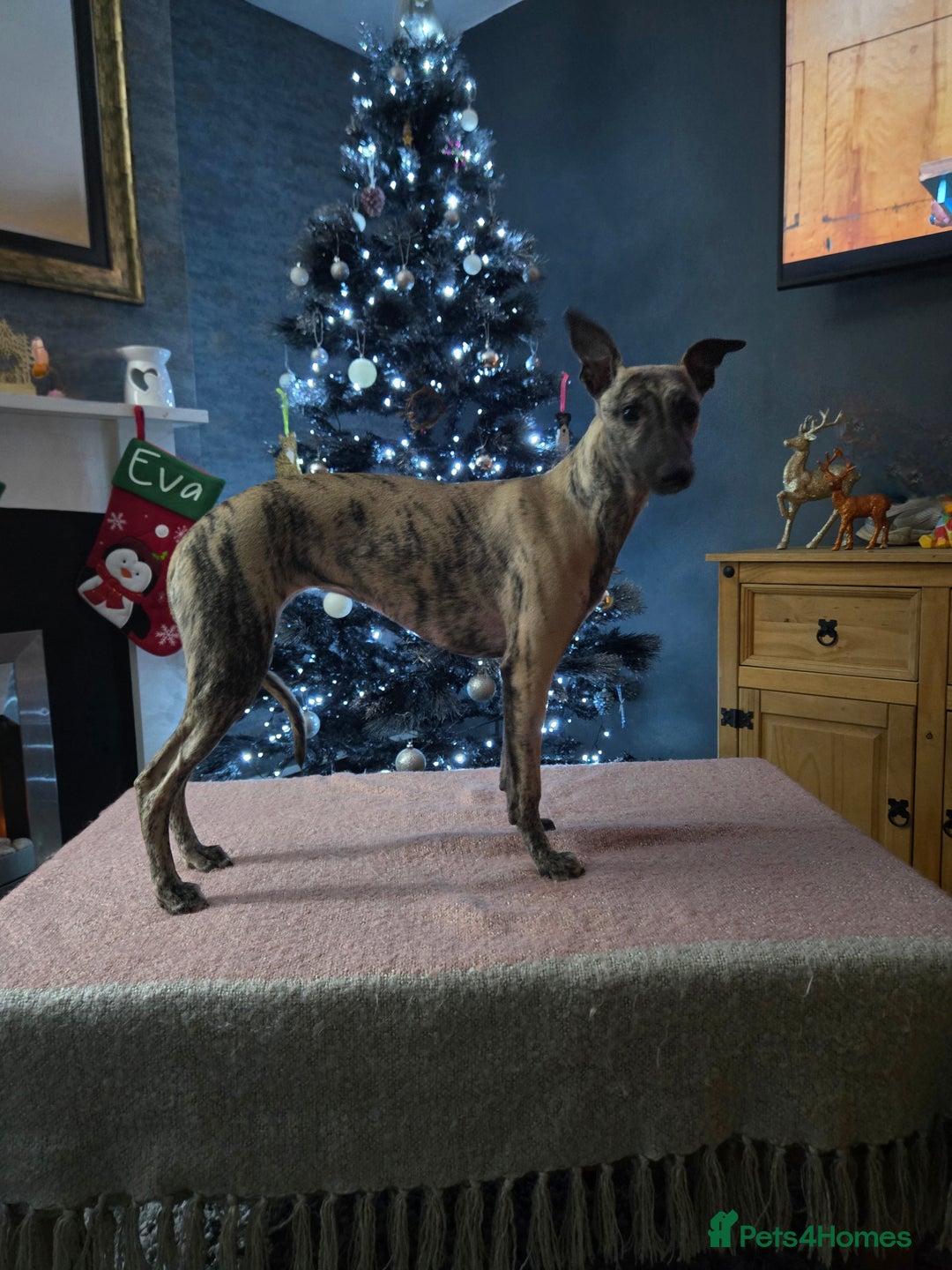 Whippet dogs for sale: Dory is looking for her forever home 🩷 - Advert 13