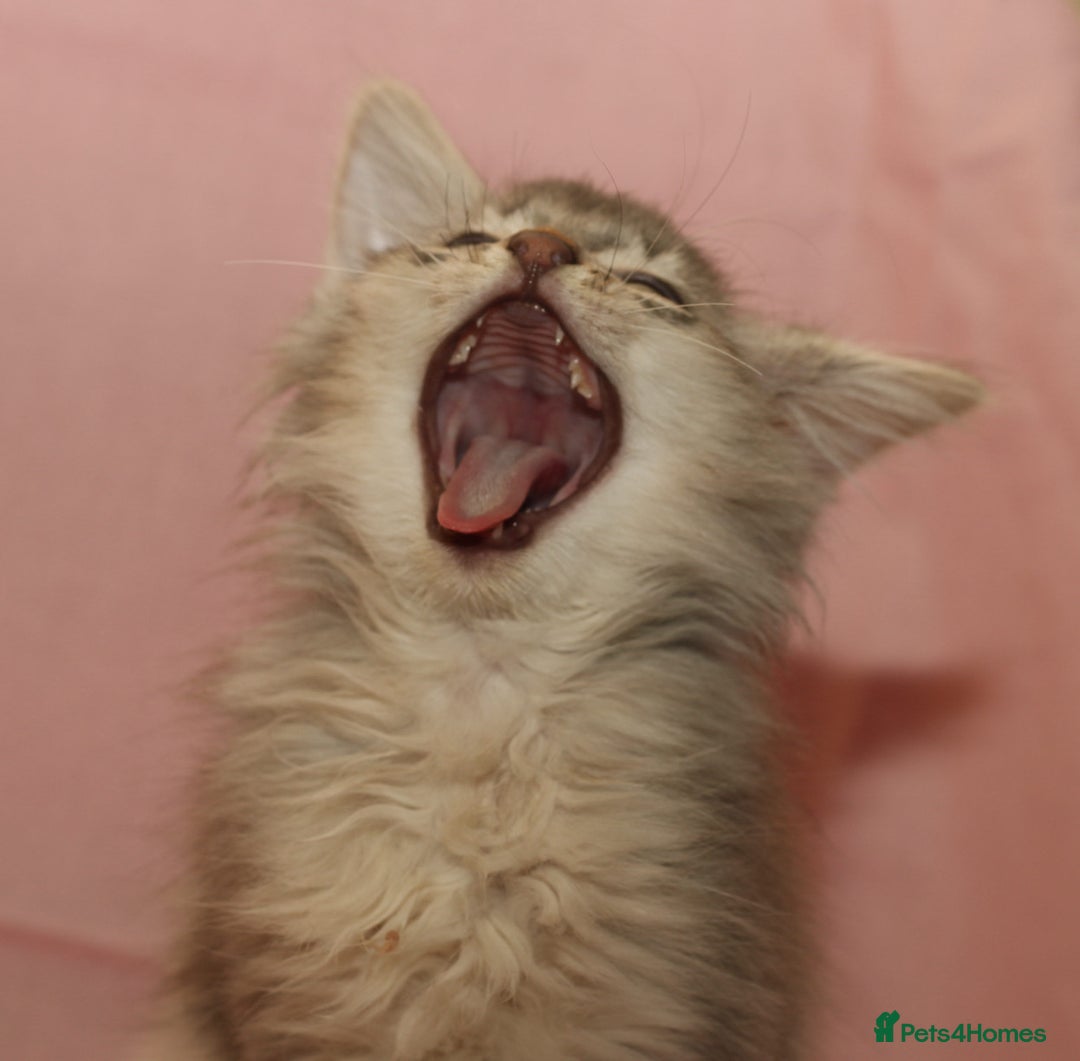 Somali cats for sale: Blue silver female Somali - Image 4