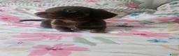 Miniature Dachshund dogs for sale: gorgeous miniature dachshund girls - Advert 1