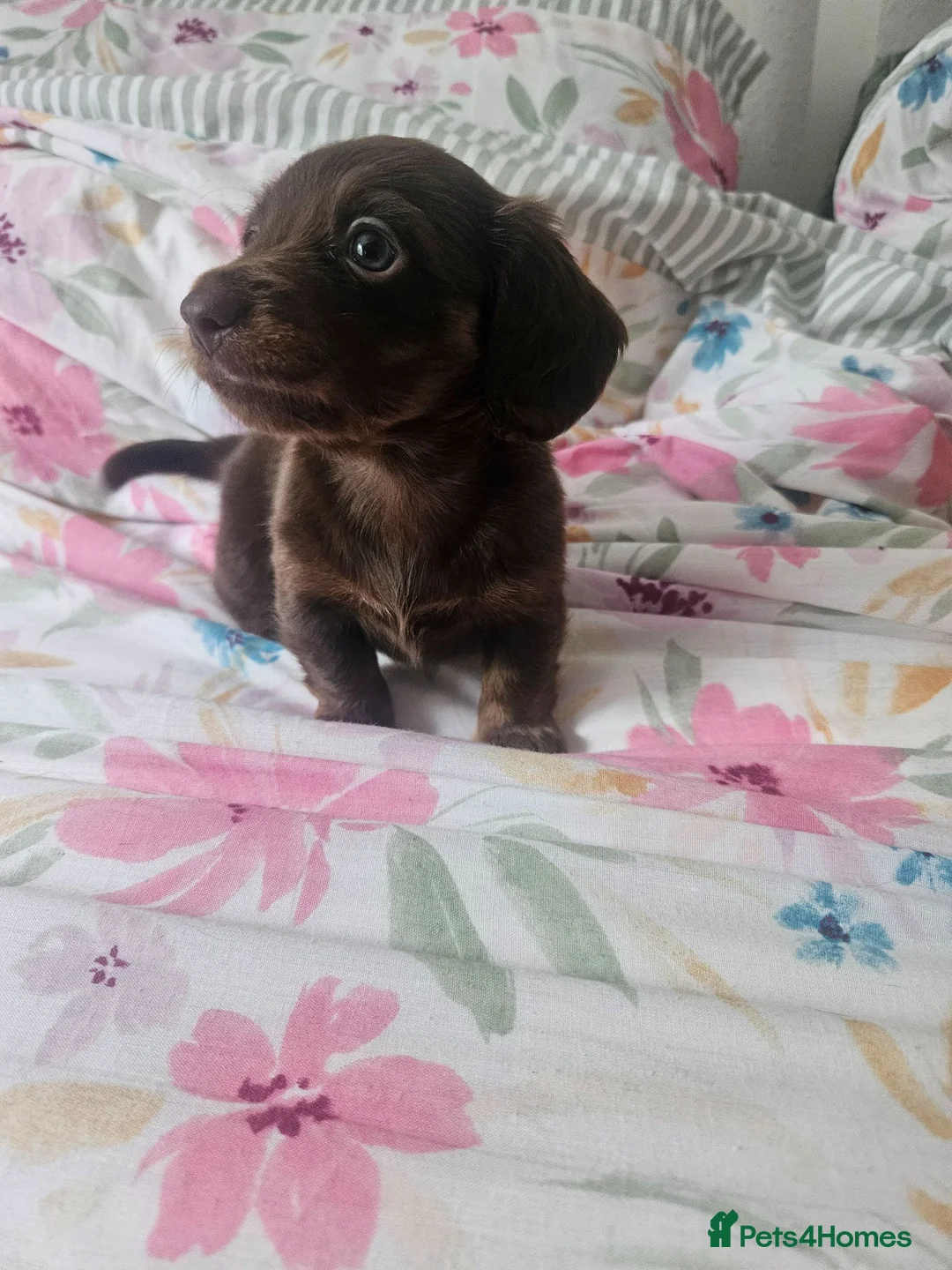 Miniature Dachshund dogs for sale: gorgeous miniature dachshund girls - Advert 1