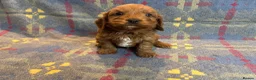 Cavapoo dogs for sale: Heath Tested Cavapoo puppies  - Advert 8