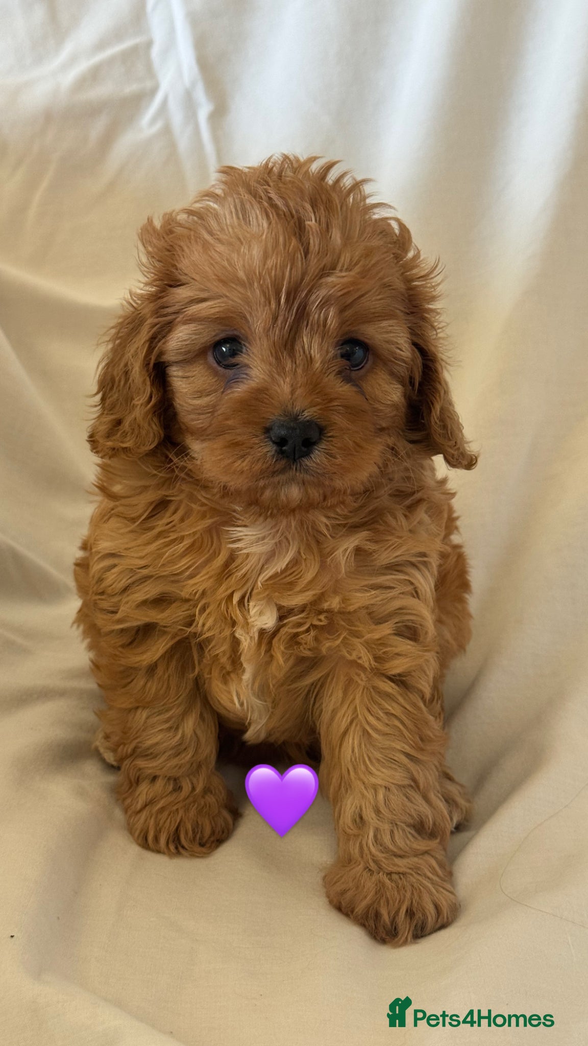 Cavapoo dogs Stunning F1 cavapoos - Advert 2