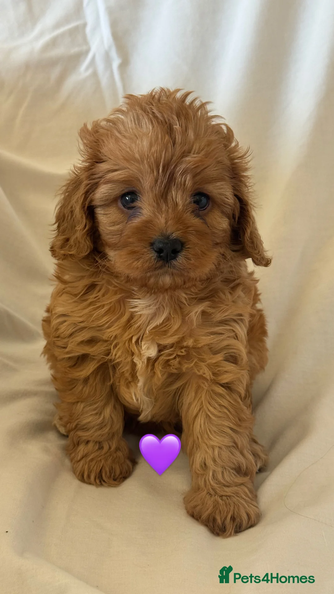 Cavapoo dogs for sale: Stunning F1 cavapoos - Advert 2