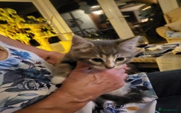 Siberian cats for sale: Siberian kittens - Image 12