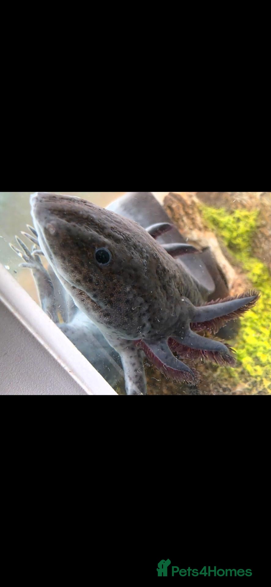 Axolotl reptiles 2 Melanoid Axolotls with everything included! - Advert 2