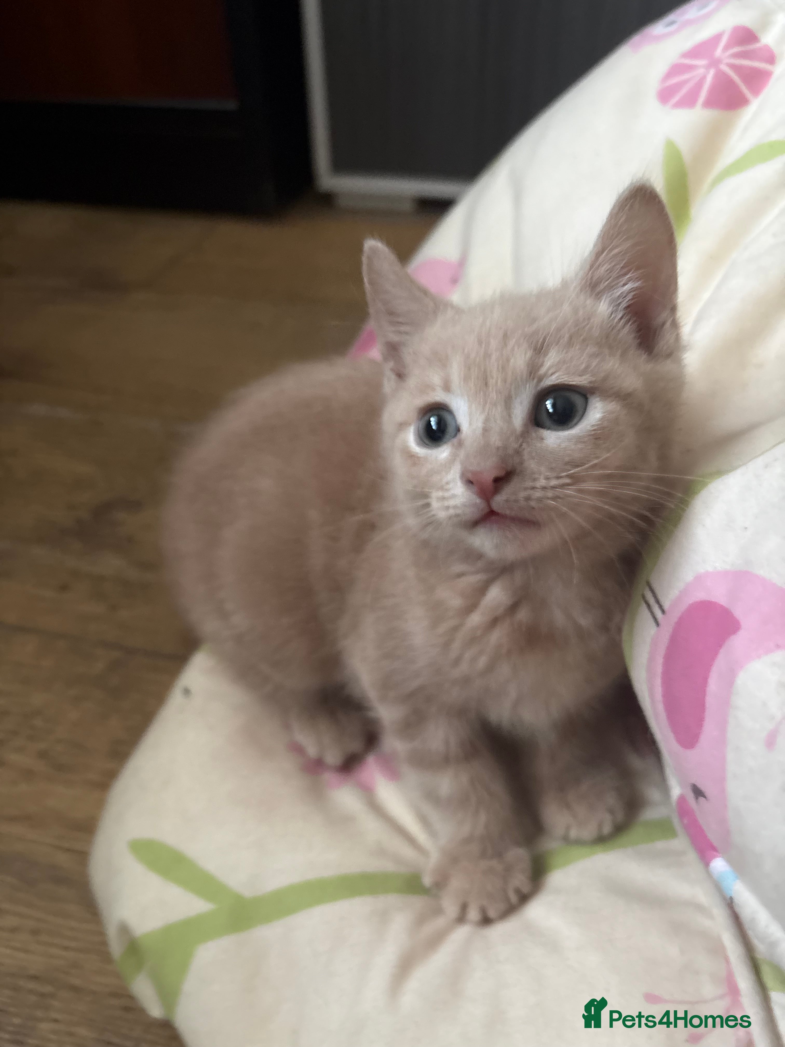 Domestic Shorthair cats 2 ginger males 1 female - Advert 15