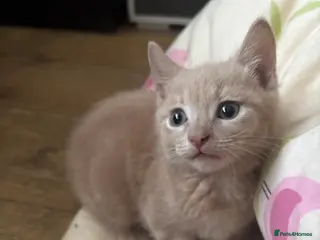 Domestic Shorthair cats 2 ginger males 1 female - Advert 15