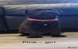 Mixed Breed dogs for sale: Ready in 11 days! 9x LABRADOR X STAFFY  - Image 13