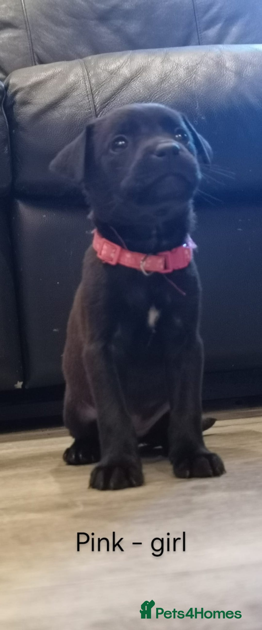 Mixed Breed dogs for sale: Ready in 11 days! 9x LABRADOR X STAFFY  - Image 13