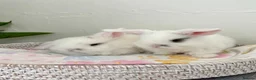 Mini Lop rabbits for sale: Baby Mini Lop's Ready To Leave 6th June in Birmingham - Advert 18
