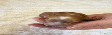 Cockapoo 6