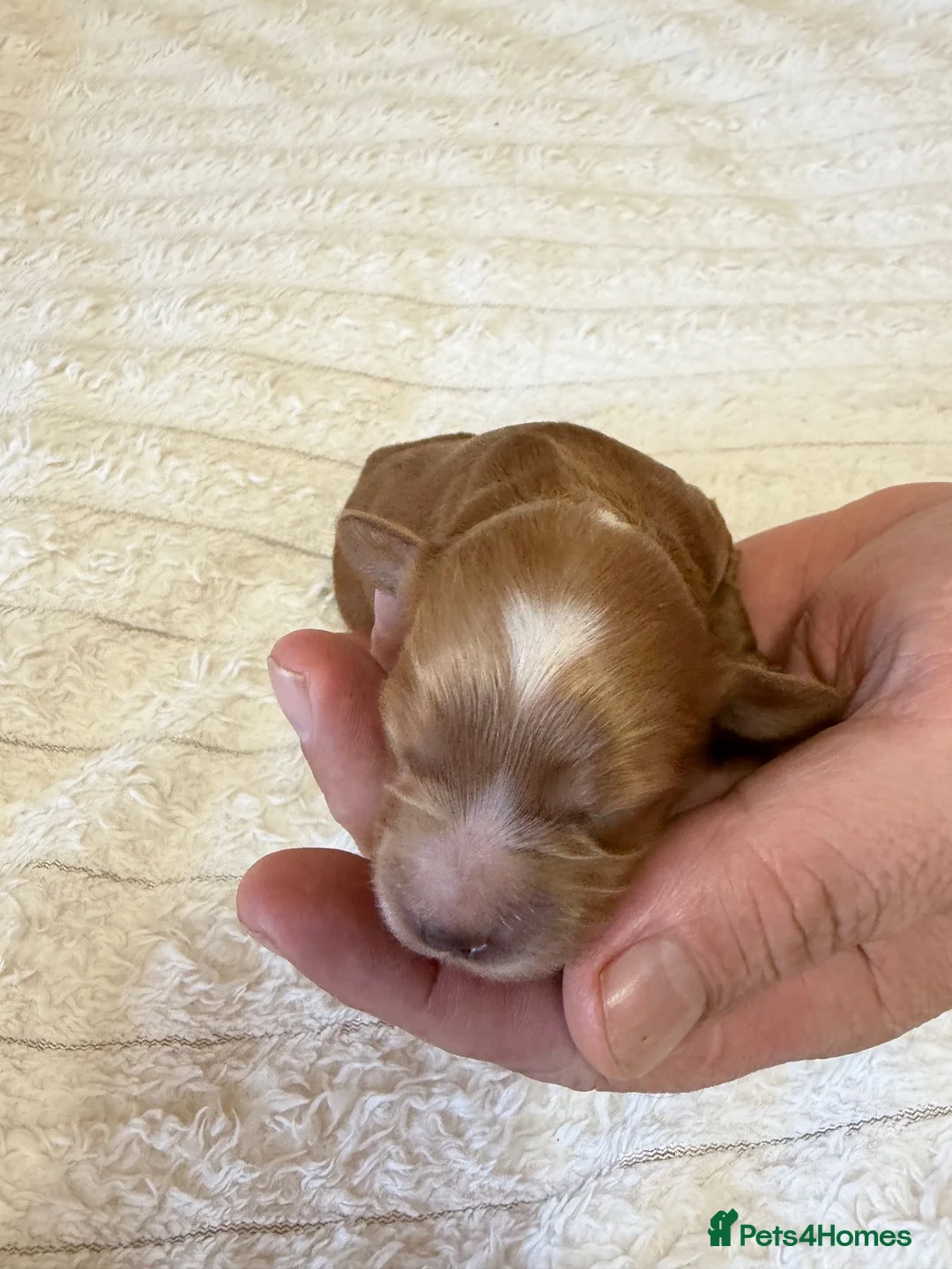 Cockapoo dogs for sale: F2 cockapoos - Advert 2
