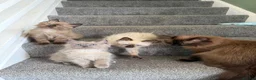 Ragdoll cats for sale: Tica Registered Mink Ragdolls - Advert 13