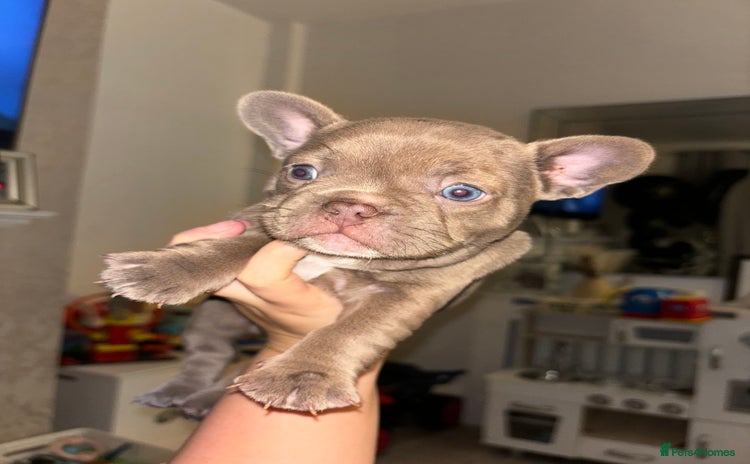 French Bulldog dogs - Advert 1
