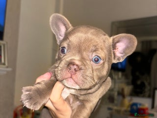 French Bulldog dogs - Advert 30