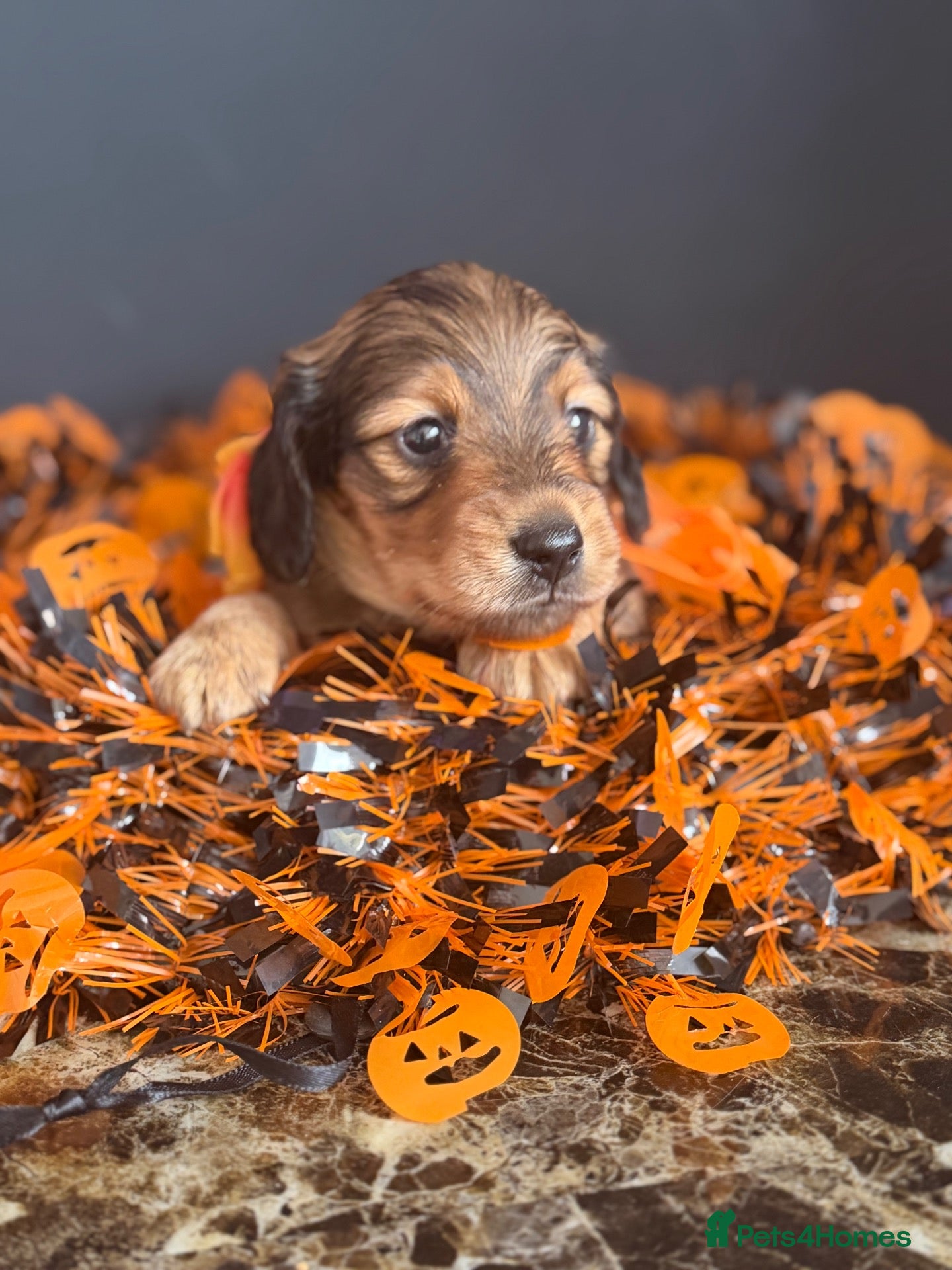 Miniature Dachshund dogs 🏆Champion Lines Minature Dachshunds🏆 - Advert 1