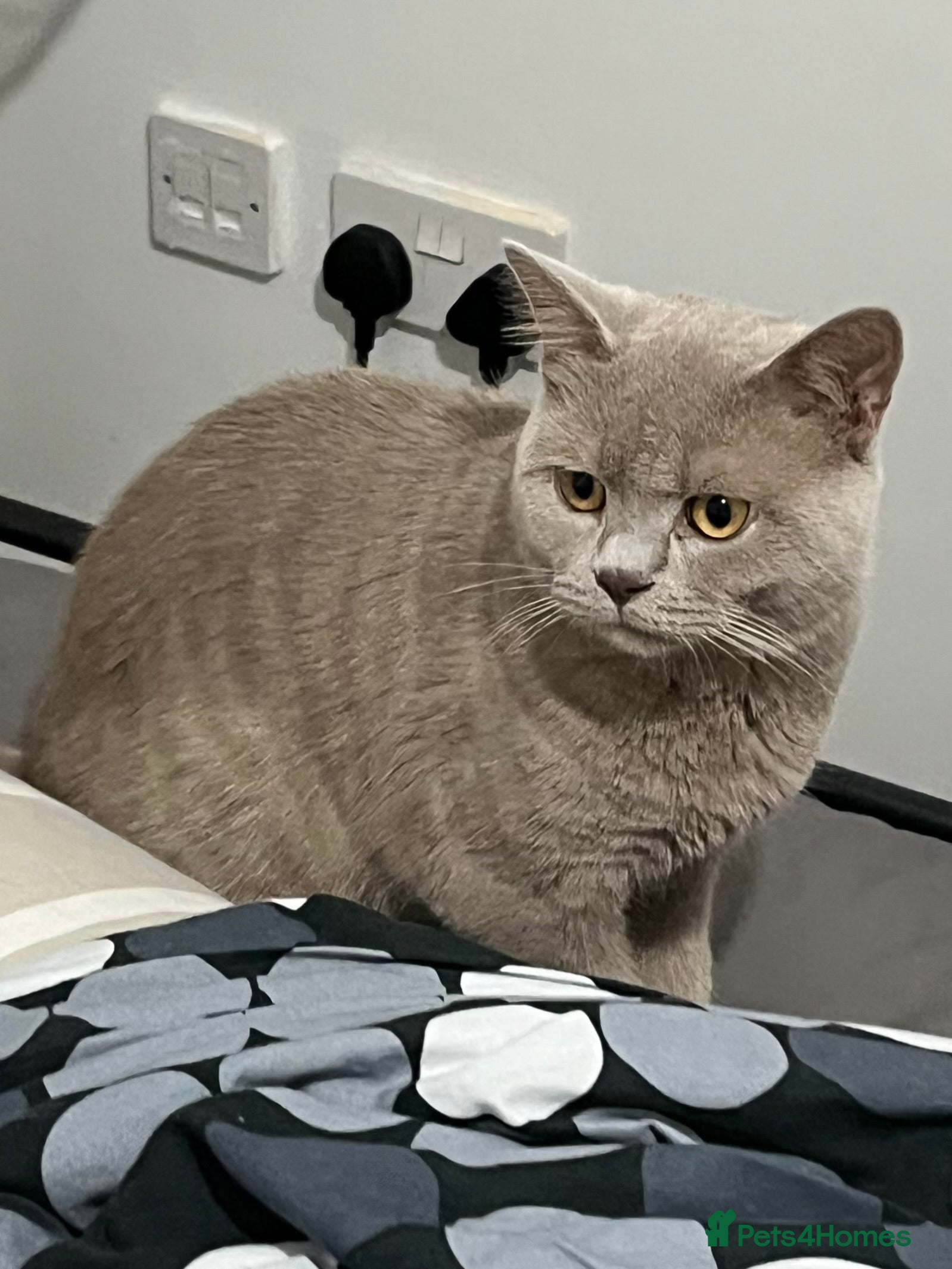 British Shorthair cats Cream British Shorthair for sale  - Advert 5