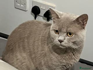 British Shorthair cats Cream British Shorthair for sale - Advert 13
