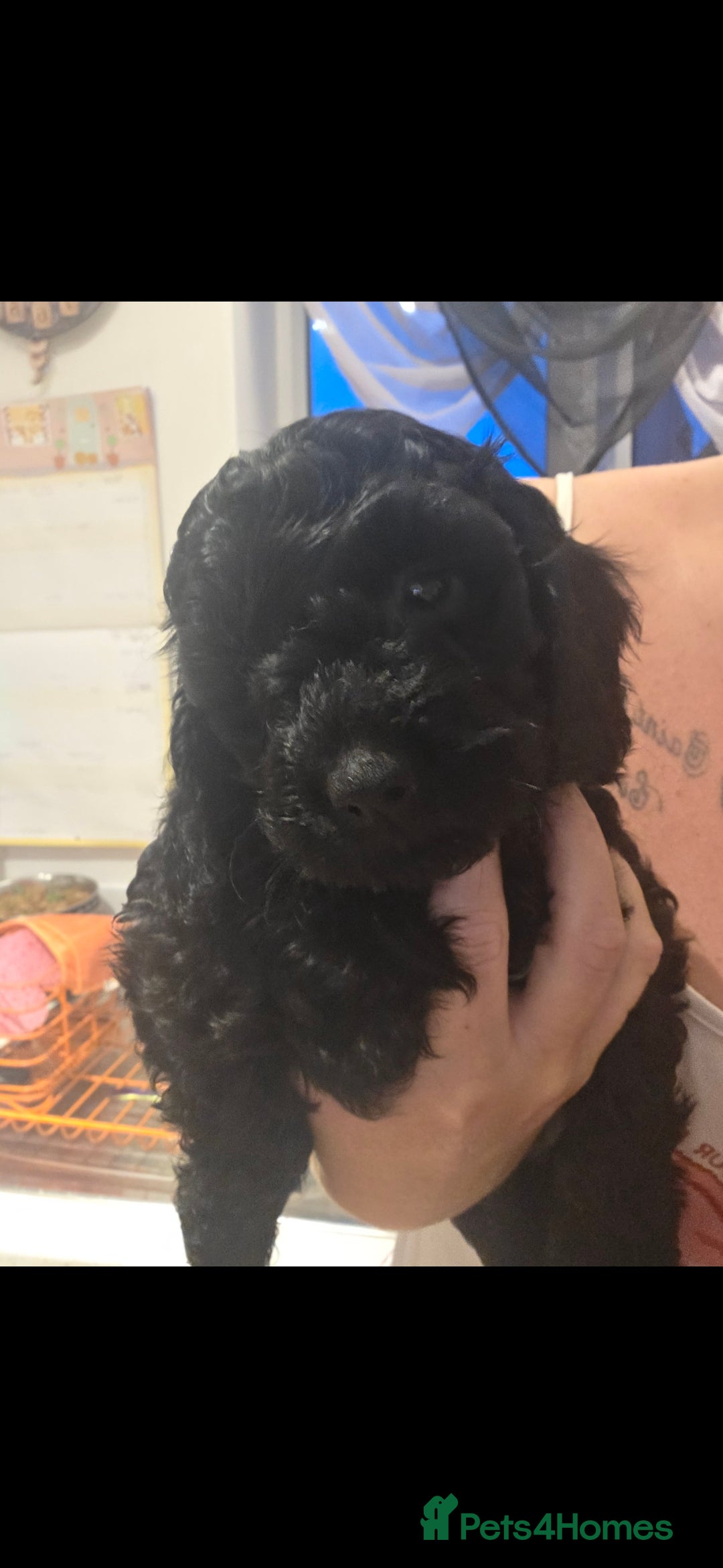 Cockapoo dogs for sale: F2 Cockapoo puppies  - Image 15