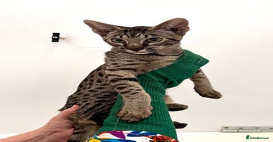 Savannah cats - Advert 4