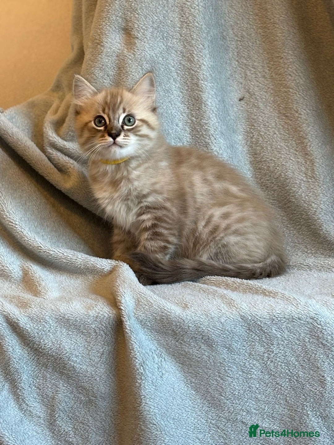 Ragdoll cats for sale: 6 Beautiful Ragdoll x Bengal kittens - Image 23