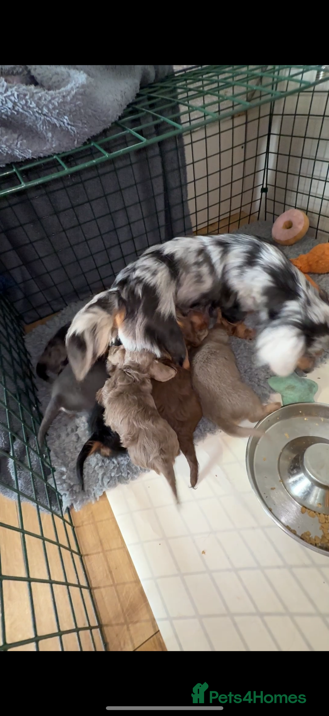 Miniature Dachshund dogs for sale: Longhaired miniature dachshunds 🫶🏻 - Image 7