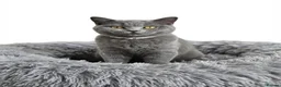 British Shorthair cats for sale: Stunning Full British Shorthair Kittens Available - Advert 13